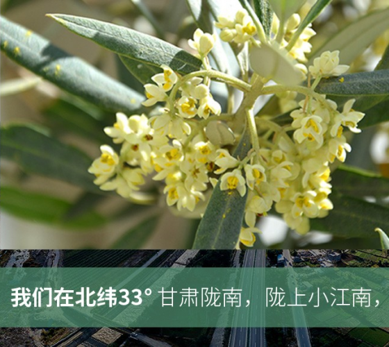 武都的氣候、土壤等與地中海沿岸極其相似，同處于世界頂級(jí)油橄欖黃金生產(chǎn)帶（32°58--33°36）年平均氣溫為14.7°，年日照時(shí)數(shù)1911..